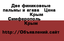 Две финиковеые пальмы и агава › Цена ­ 5 000 - Крым, Симферополь  »    . Крым